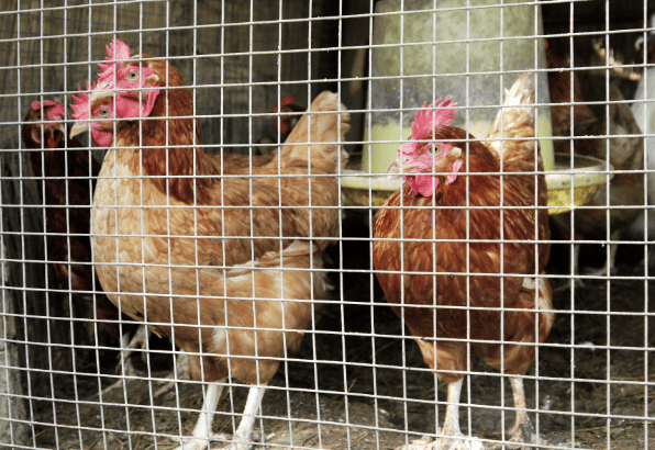 Is Wire Mesh Safe for Chicken Keeping: A Complete Guide-1