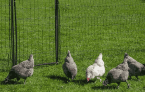 Is Wire Mesh Safe for Chicken Keeping: A Complete Guide-3